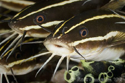 A face in the crowd.  Lembeh Strait, Sulawesi.  Canon 20D... by Ross Gudgeon 